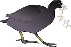 WinCoot